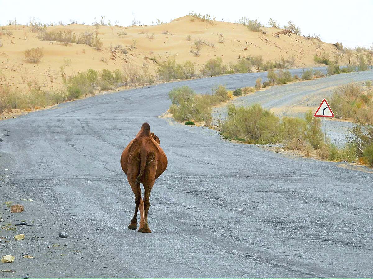 Camels on the Road. Photo by Brendan Powell.