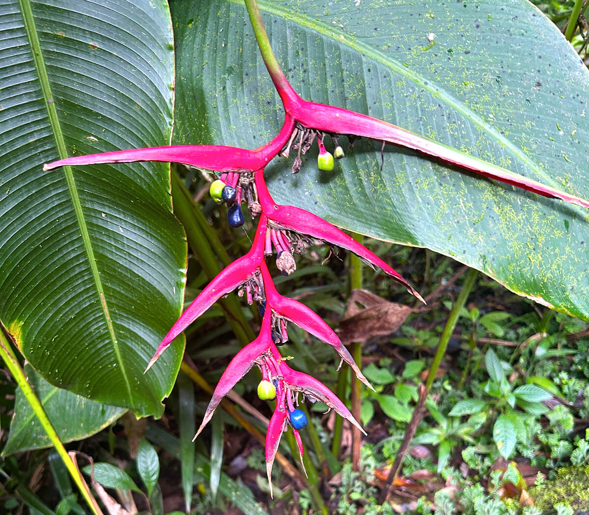 Bird of Paradise Variant