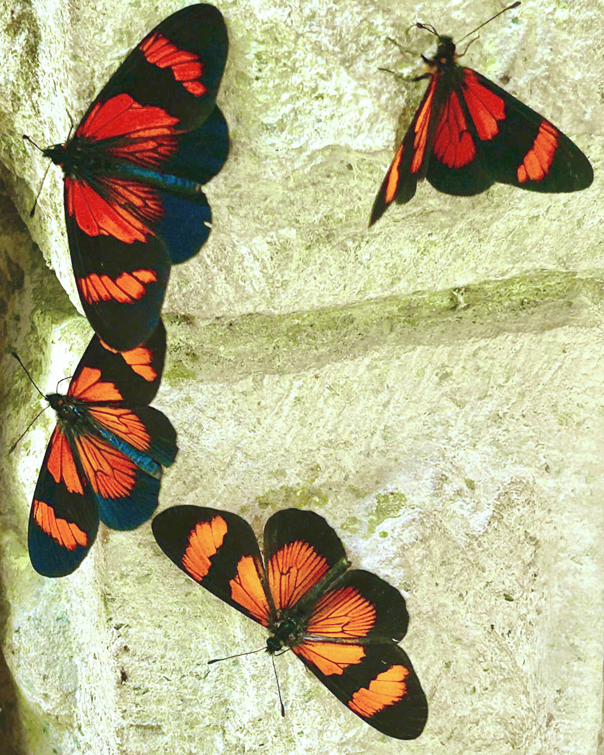 Butterflies on the Museum
