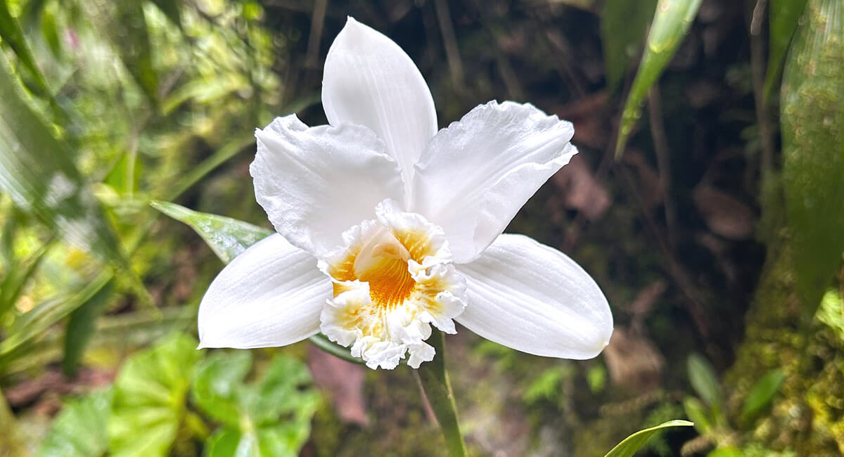 Orchid, Museum Garden