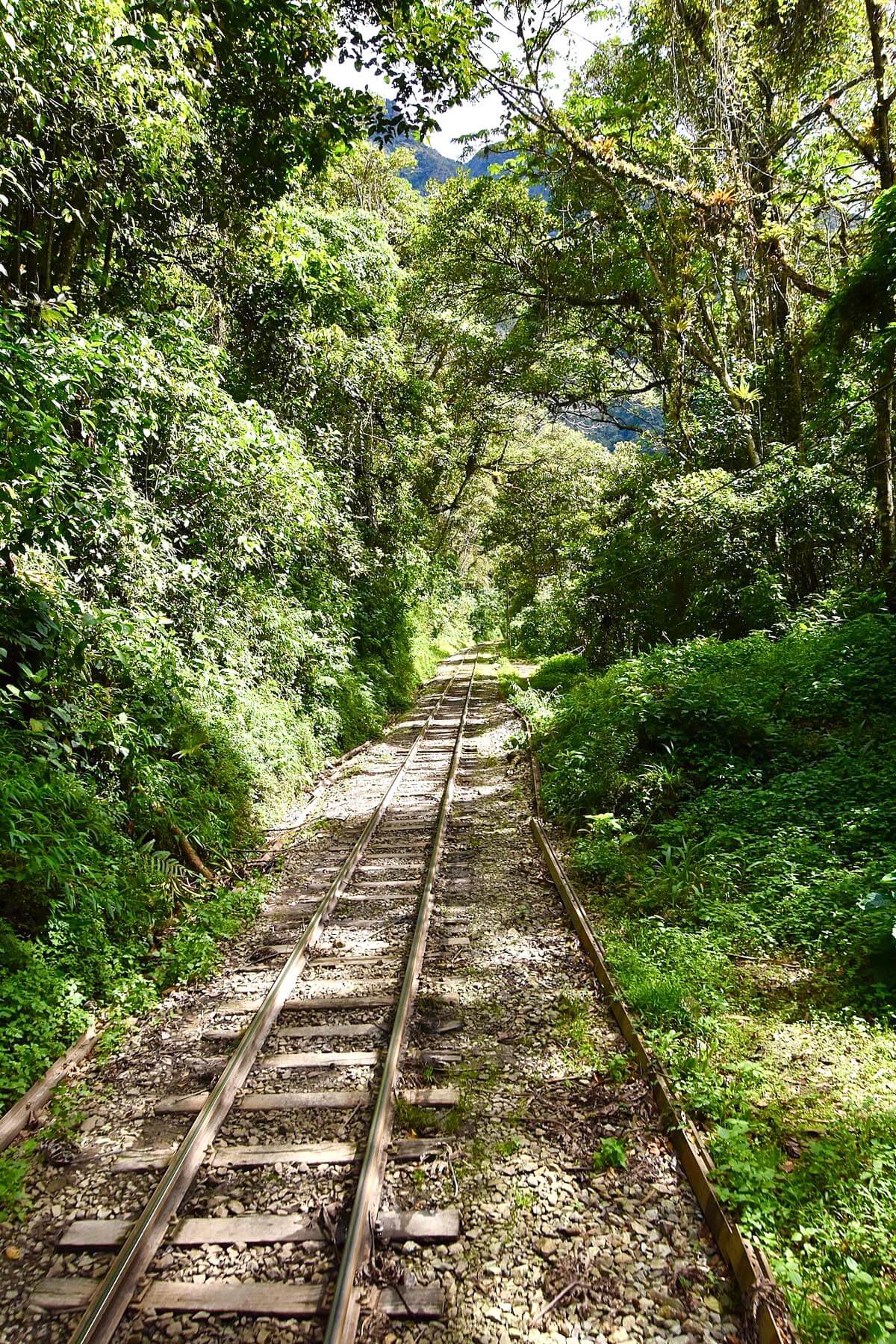 Tropical Vegetation at Aguas Calientes