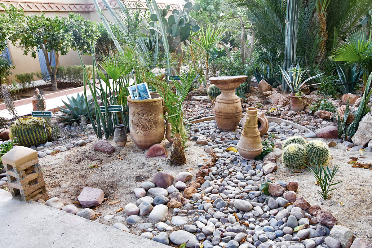 Cactus Garden