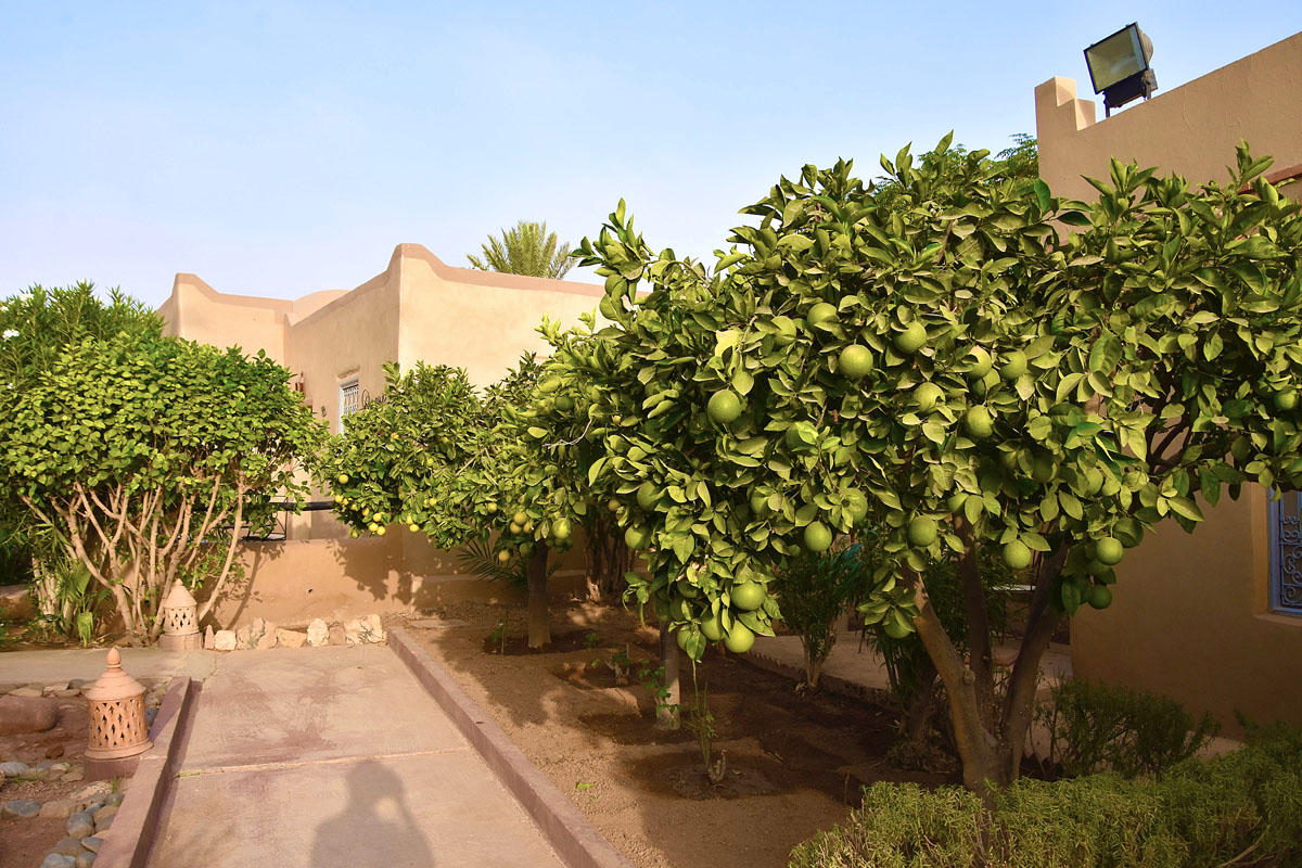 Citrus Walk
