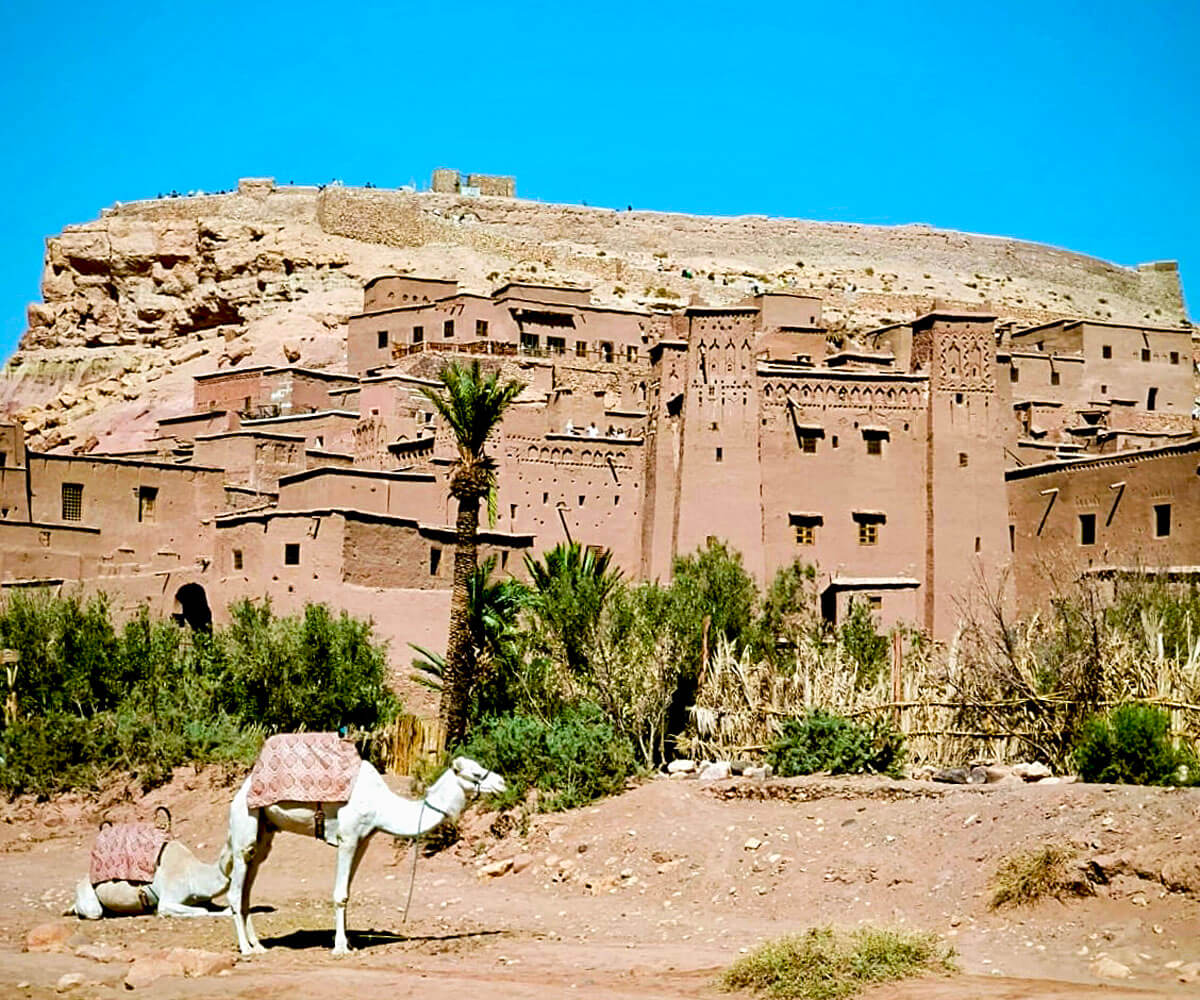 White Camel in Front of Ait Benhaddo
