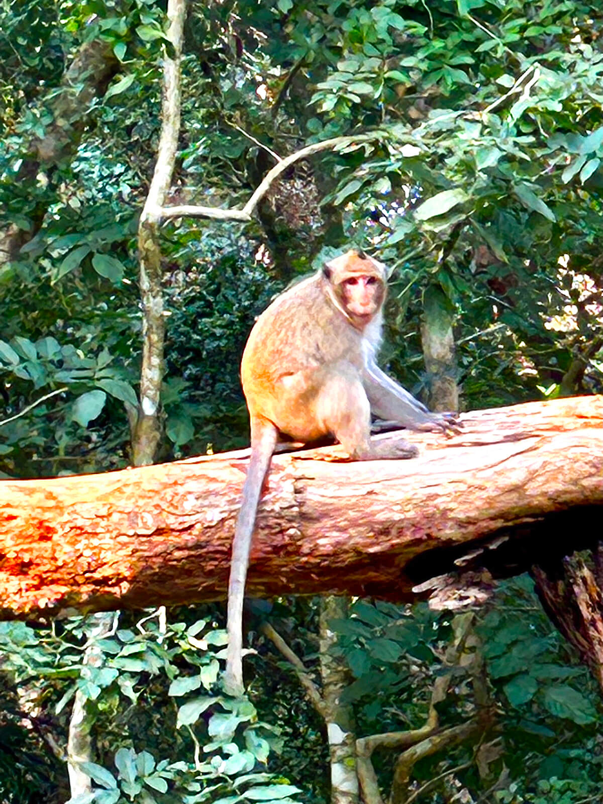 Male Long-Tailed Macaque