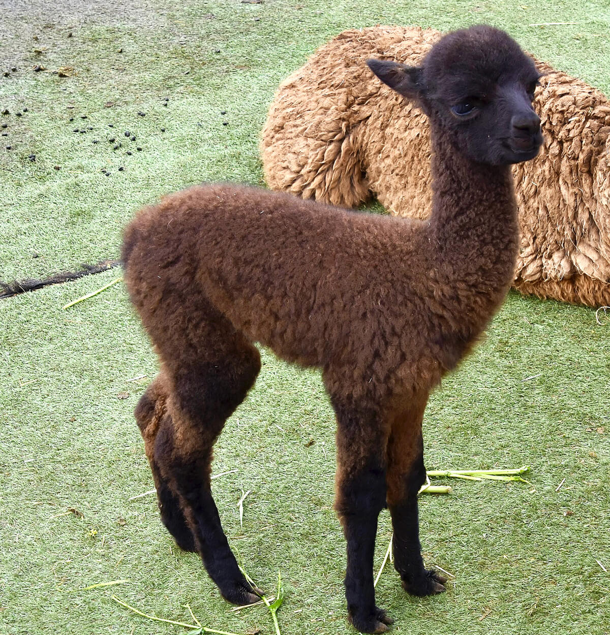 Baby Alpaca