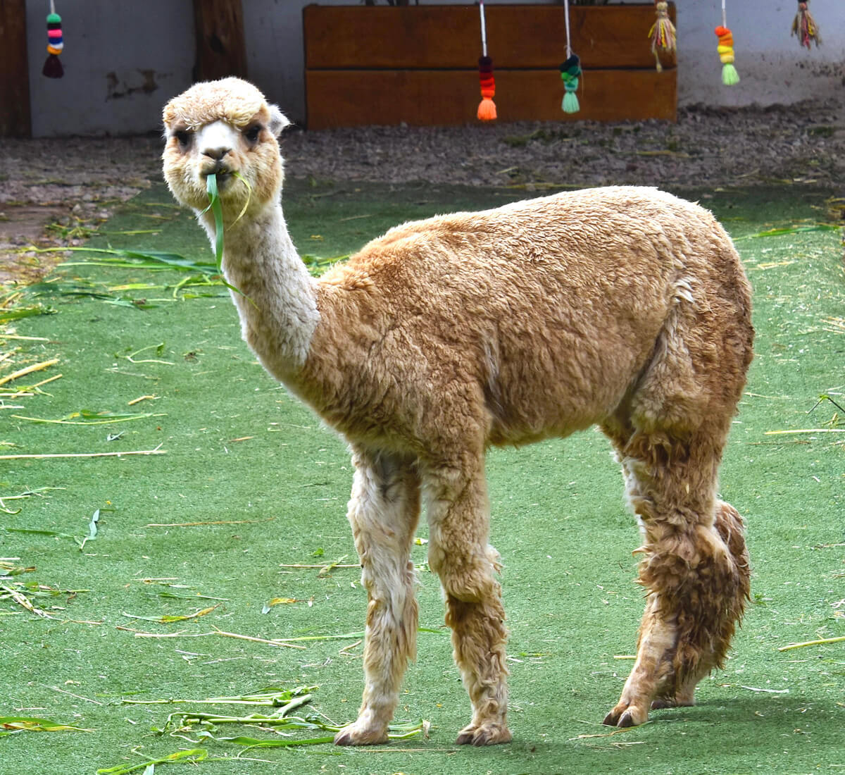 Curious Alpaca
