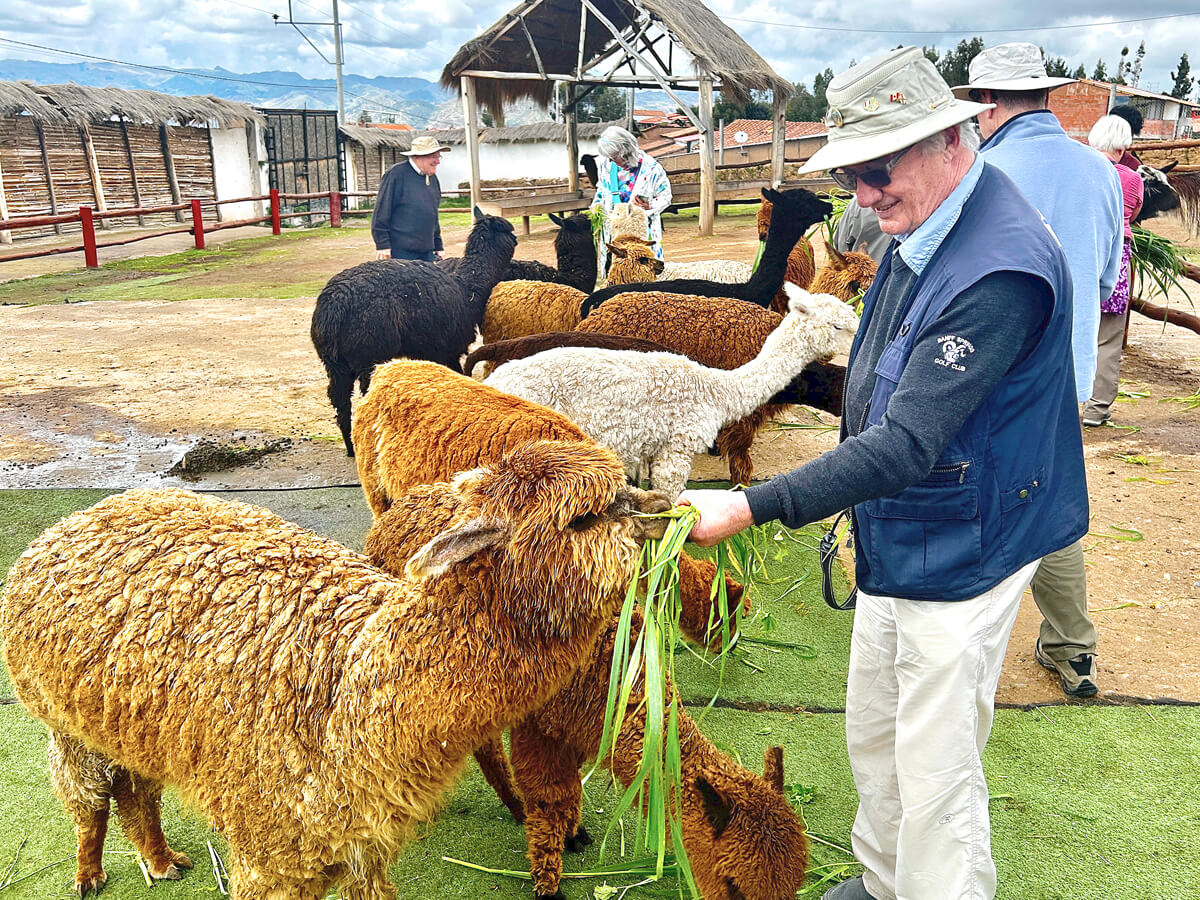 Feeding an Alpaca