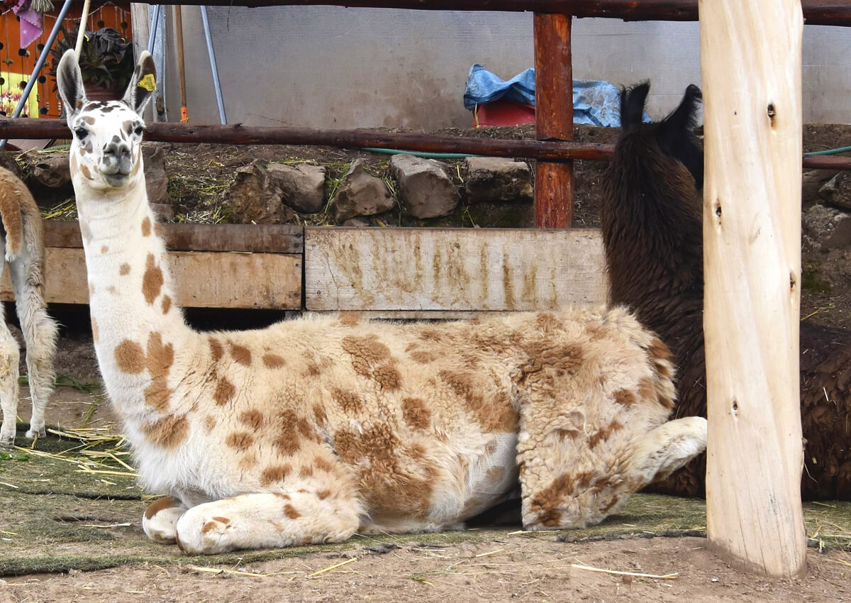 Giant Llama