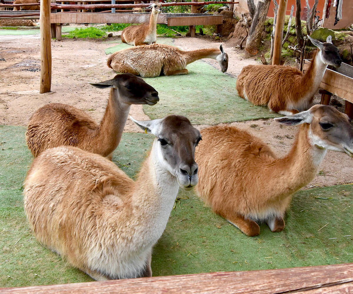 Kneeling Guanacos