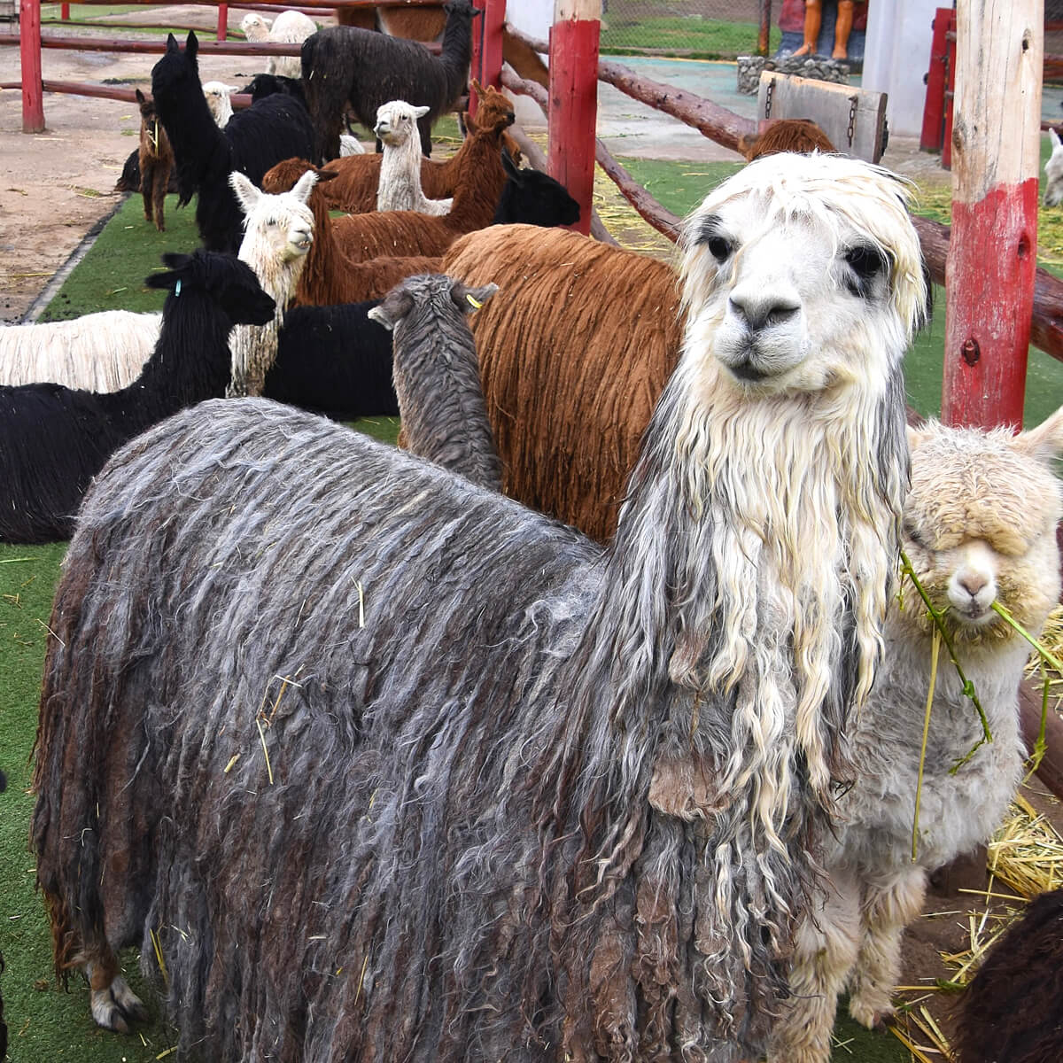 Shaggy Alpaca