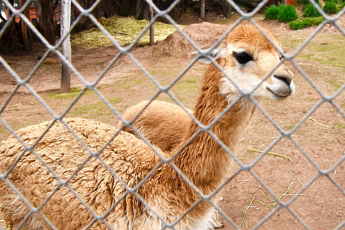 Vicuna