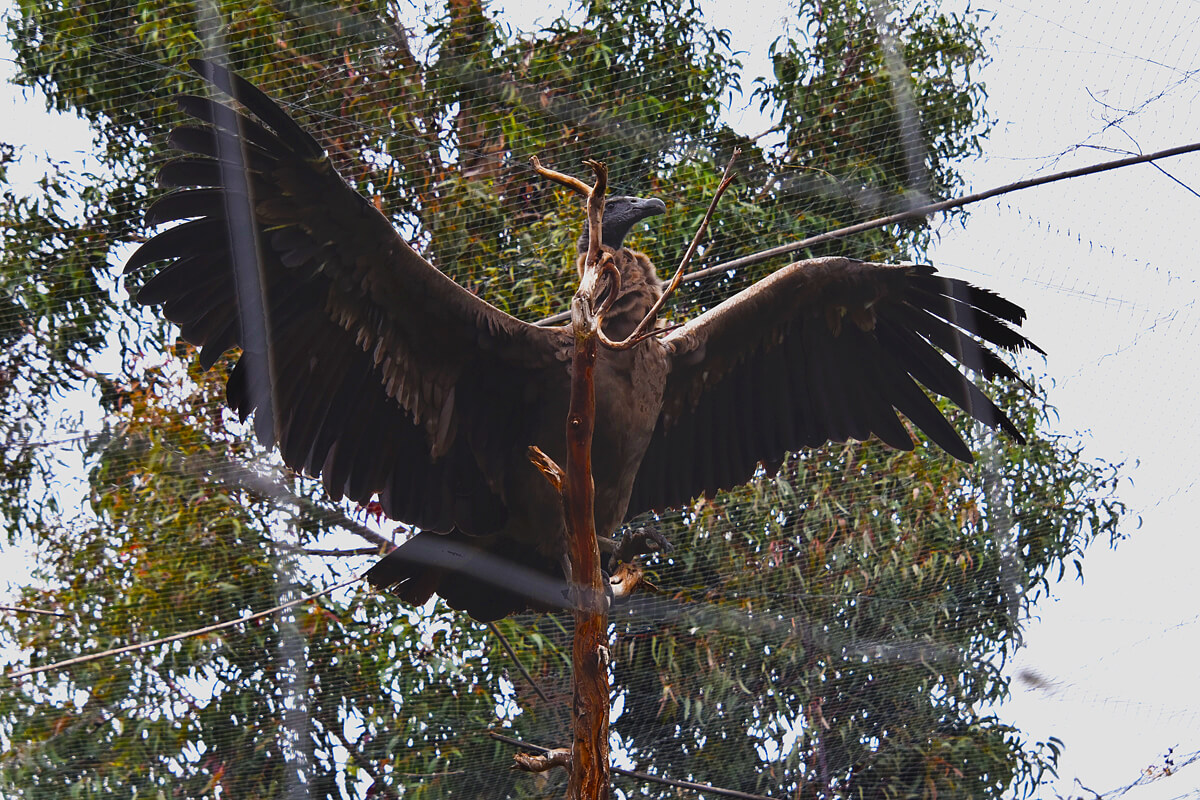 Andean Condor
