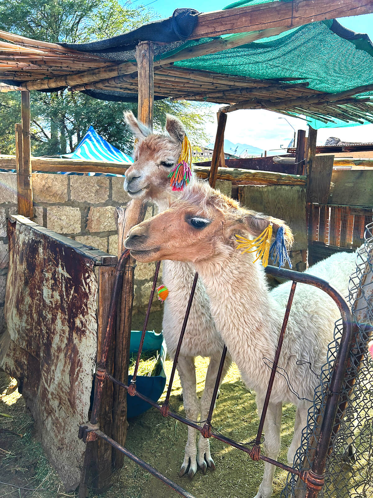 Two Llamas in Toconao