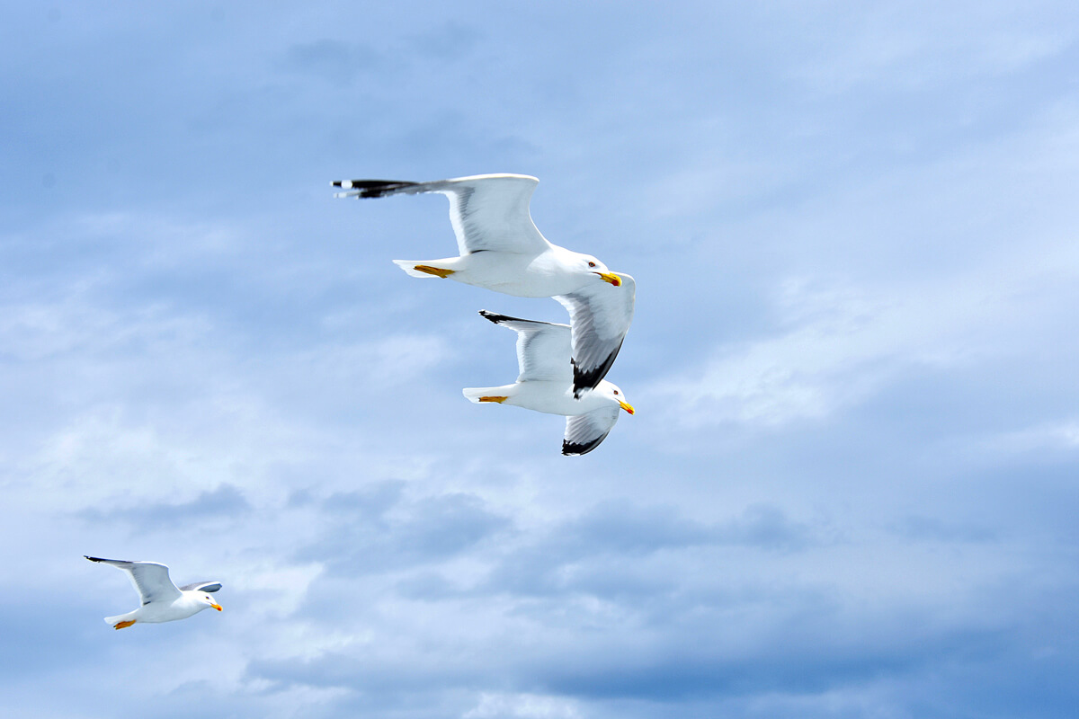 Gulls Following the Boat
