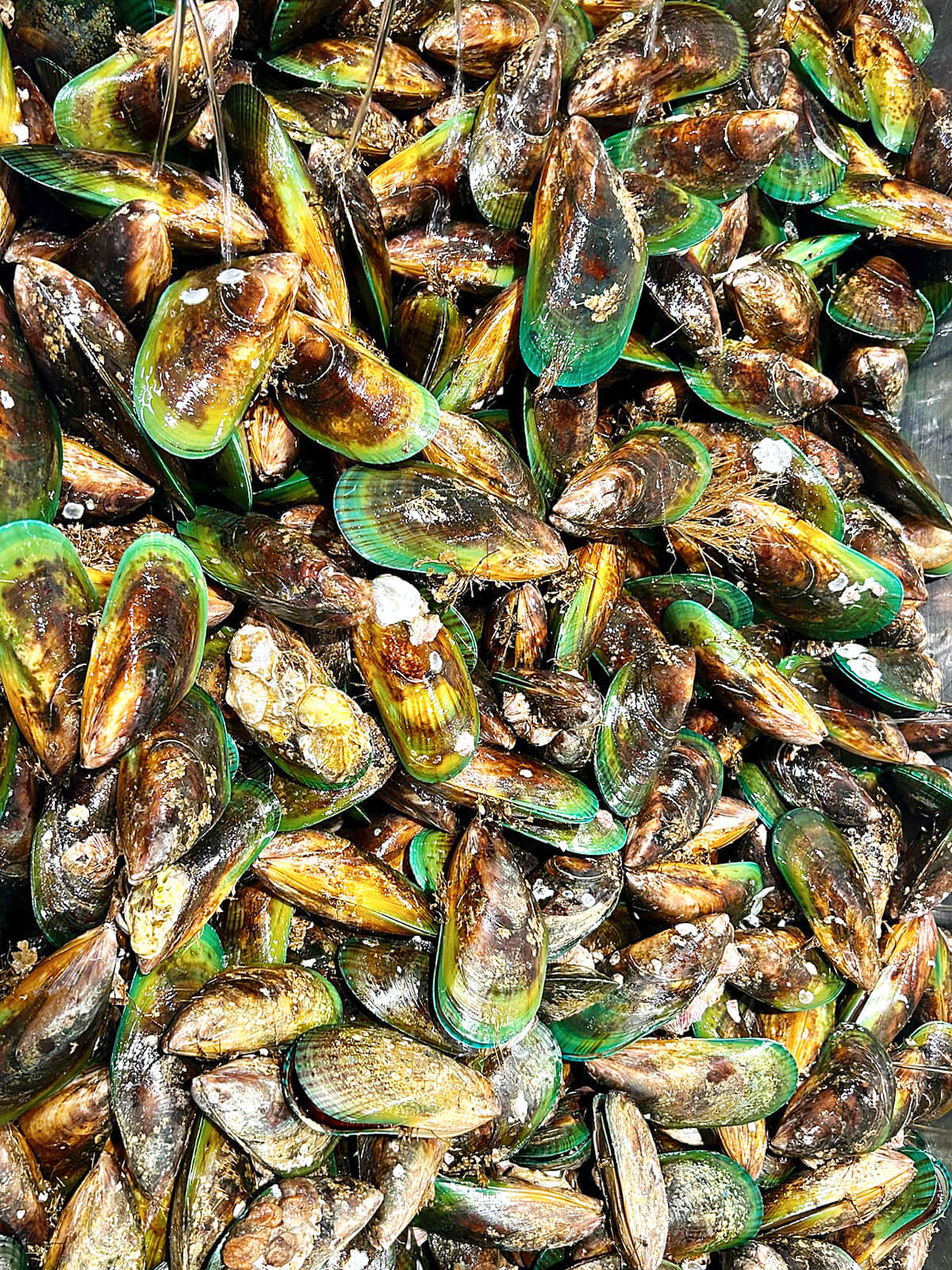 Green Lipped Mussels