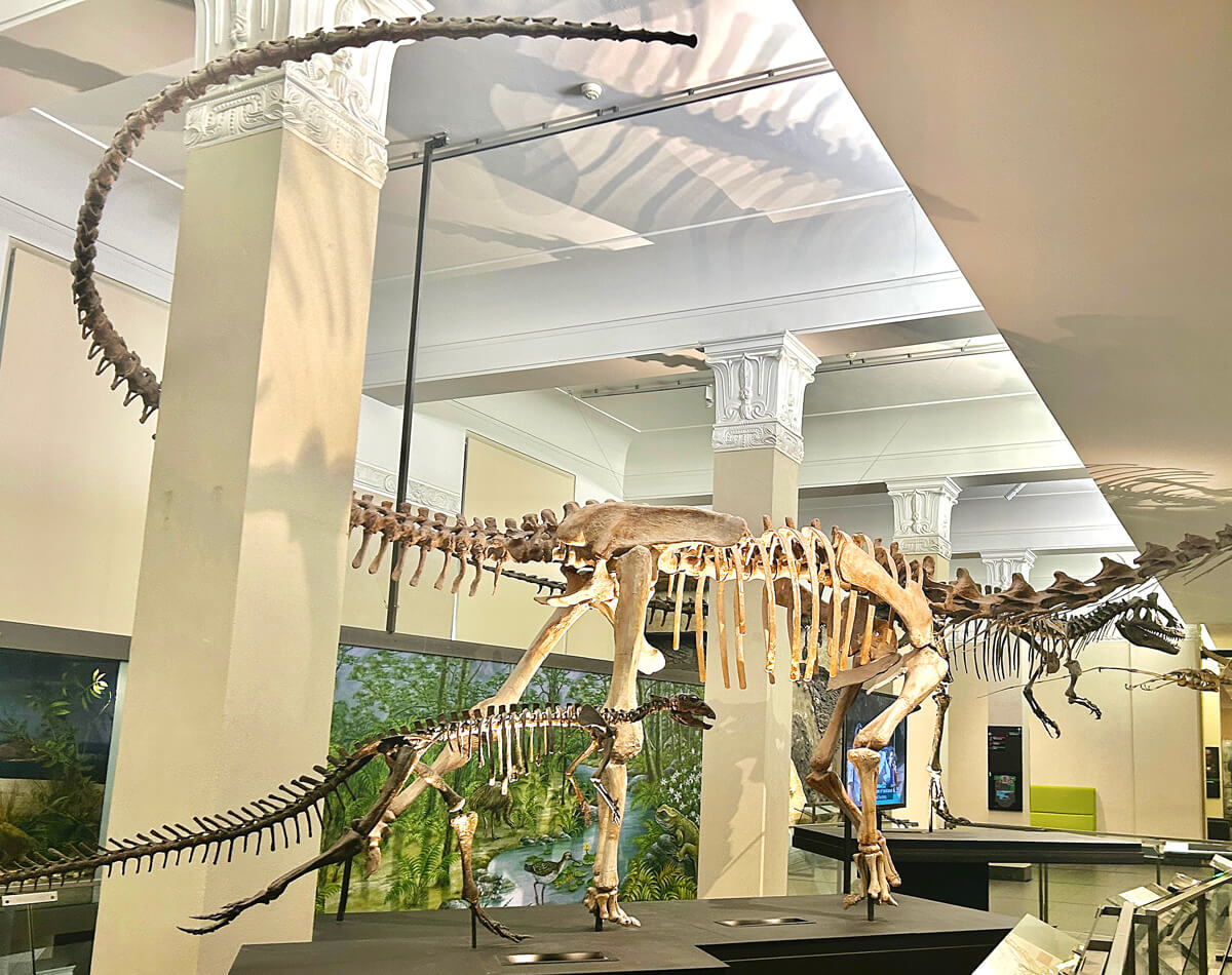 New Zealand Dinosaurs