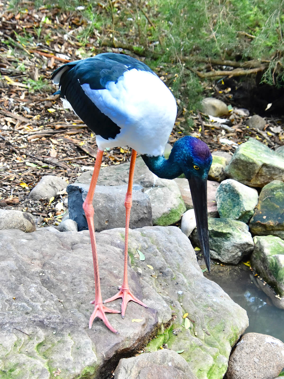 Black-Necked Stork
