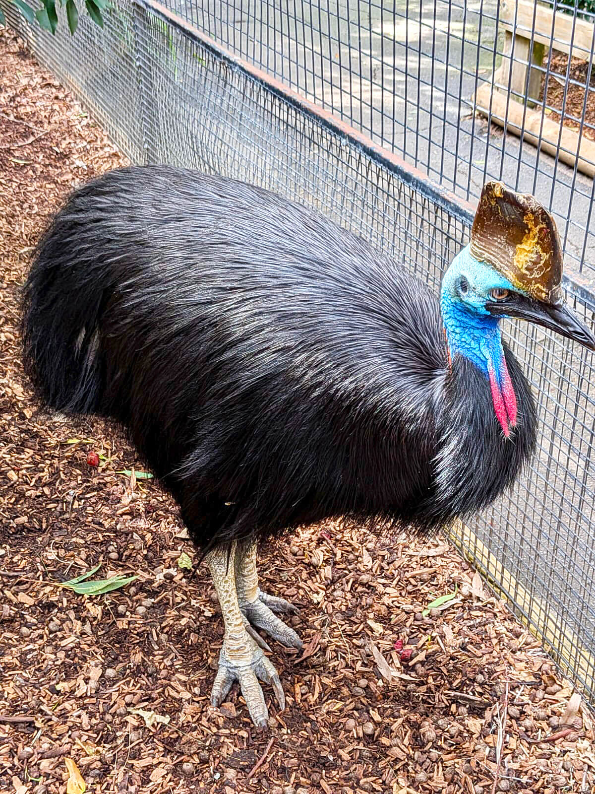 Cassowary