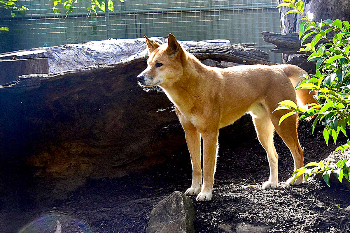 Dingo