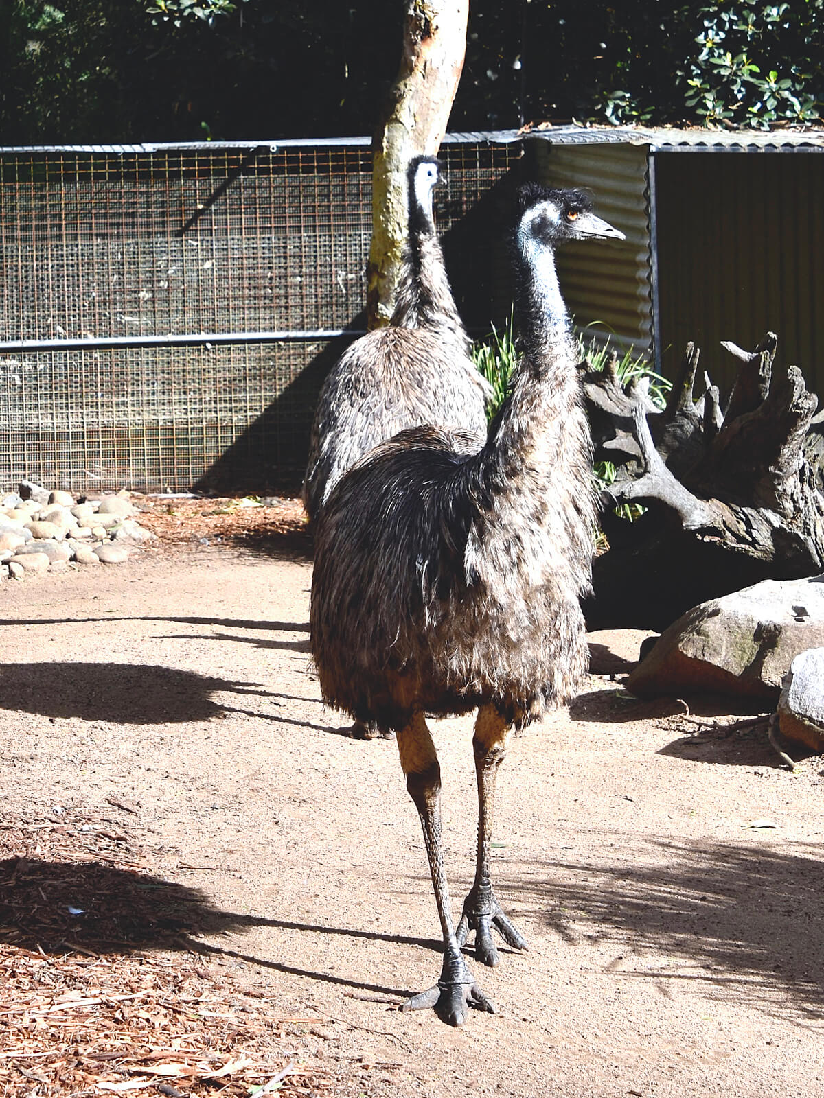 Emu