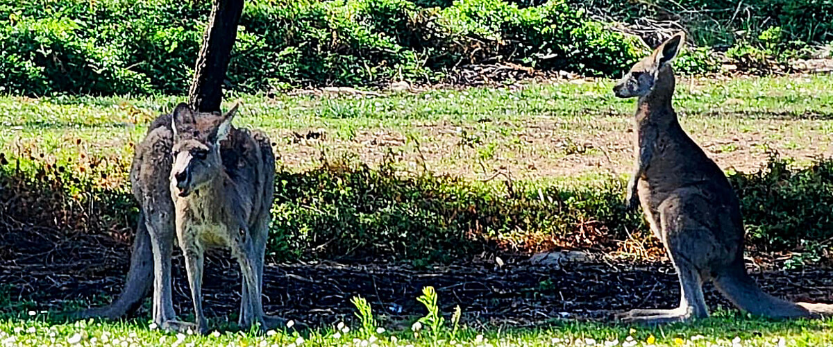 Great Grey Kangaroos