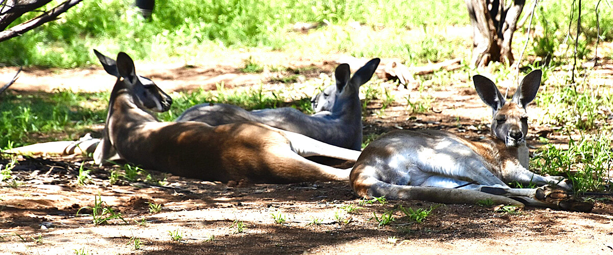 Red Kangaroos