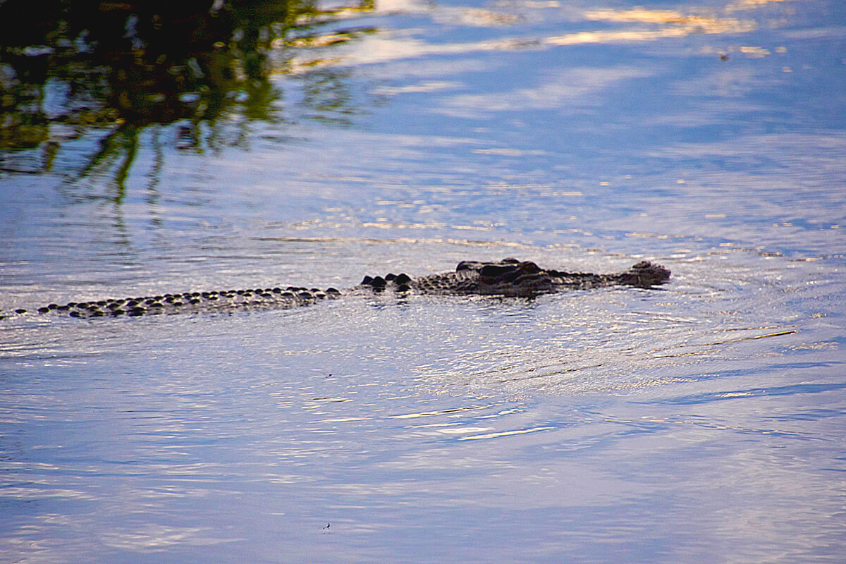 Salt Water Crocodile