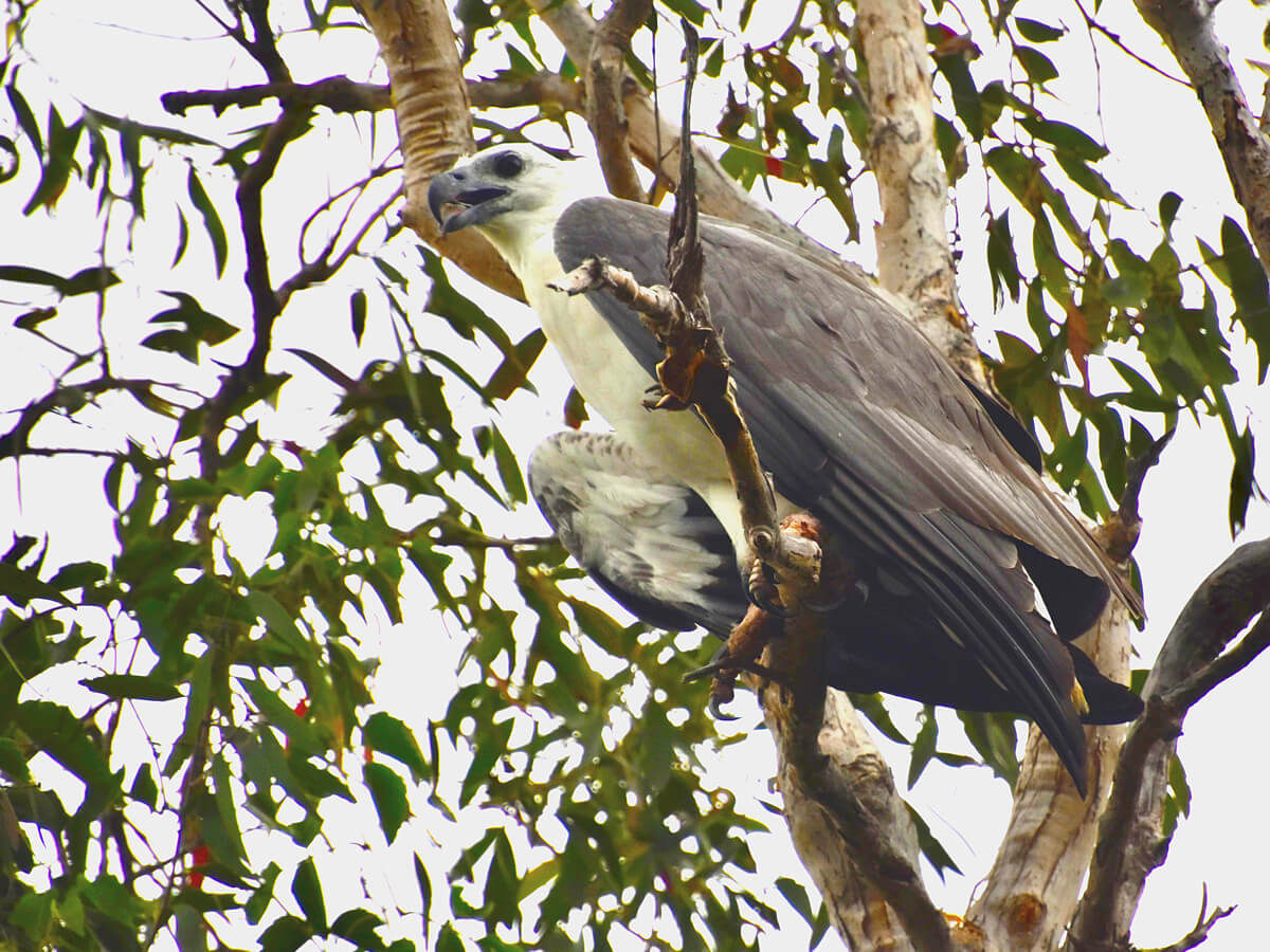 White Bellied Sea Eagle