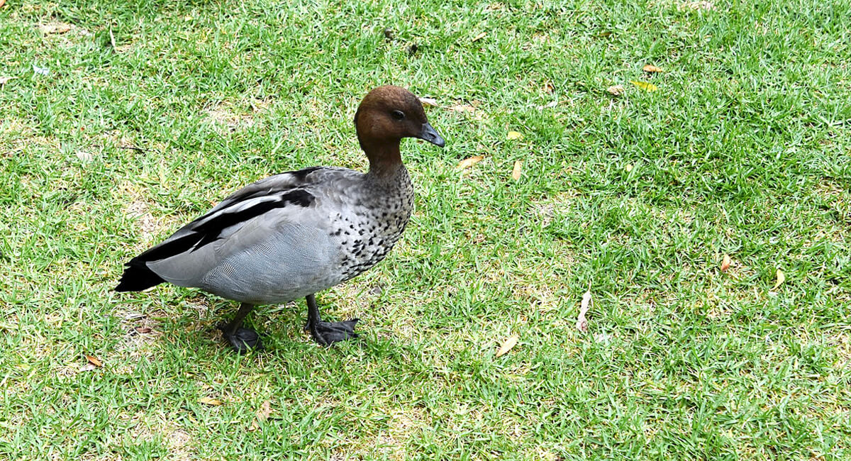 Australian Wood Duck