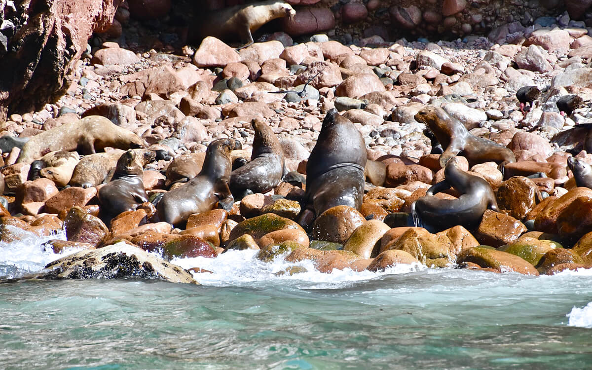 Bull Sea Lion with Harem