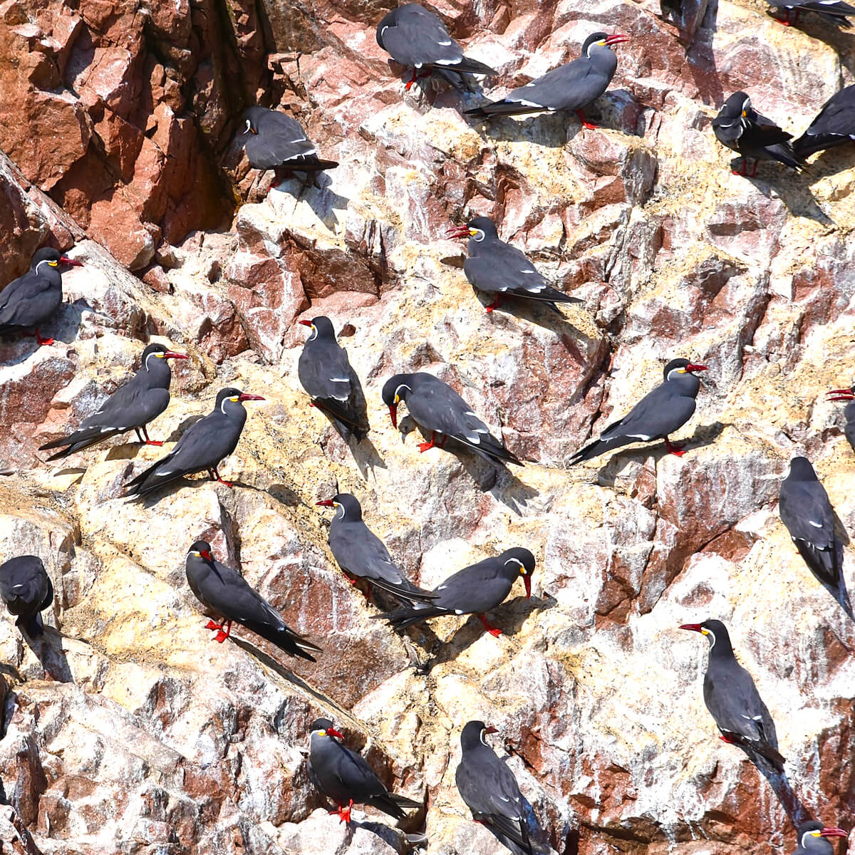 Inca Terns