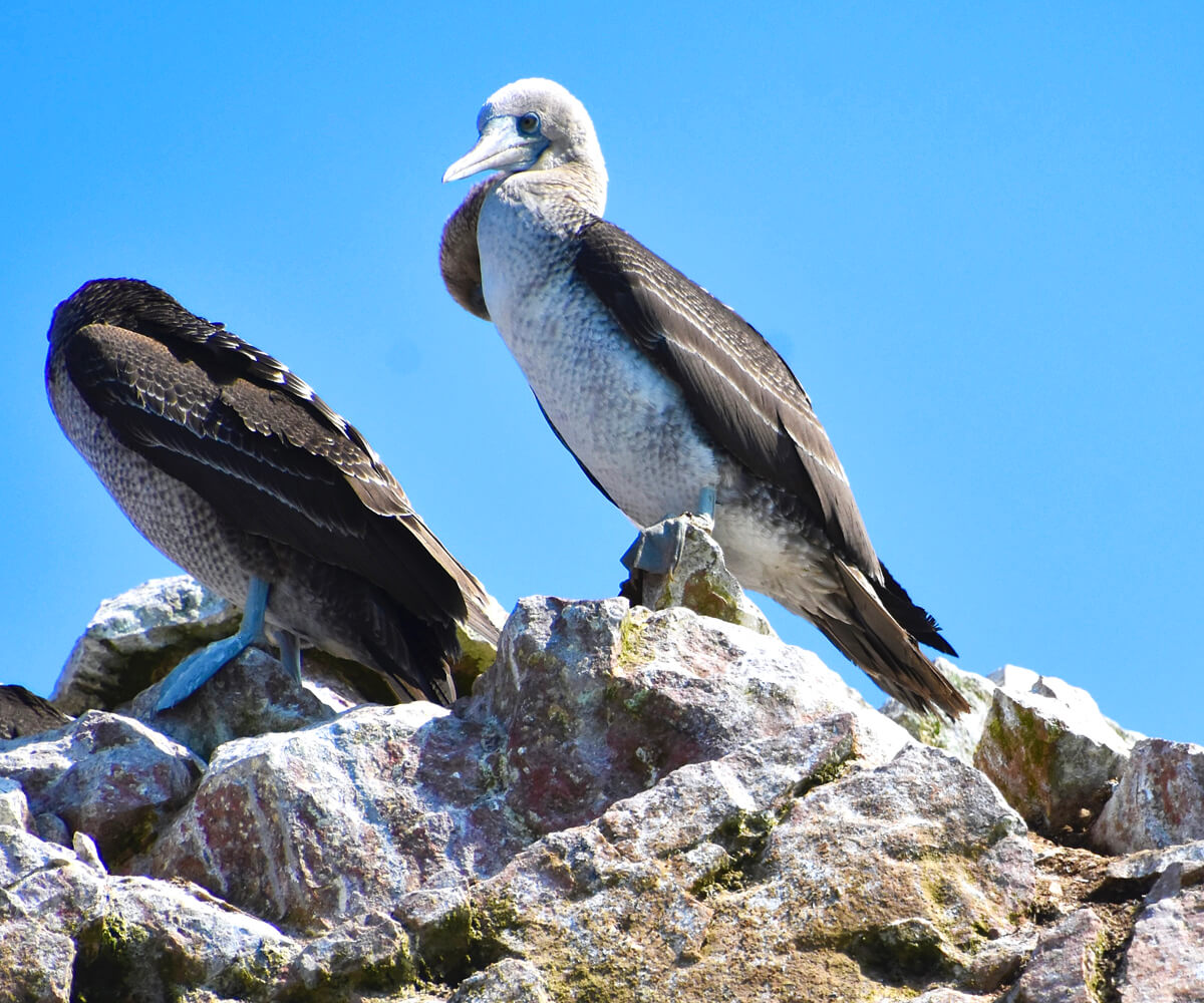 Blue-Footed Booby with a Juvenile