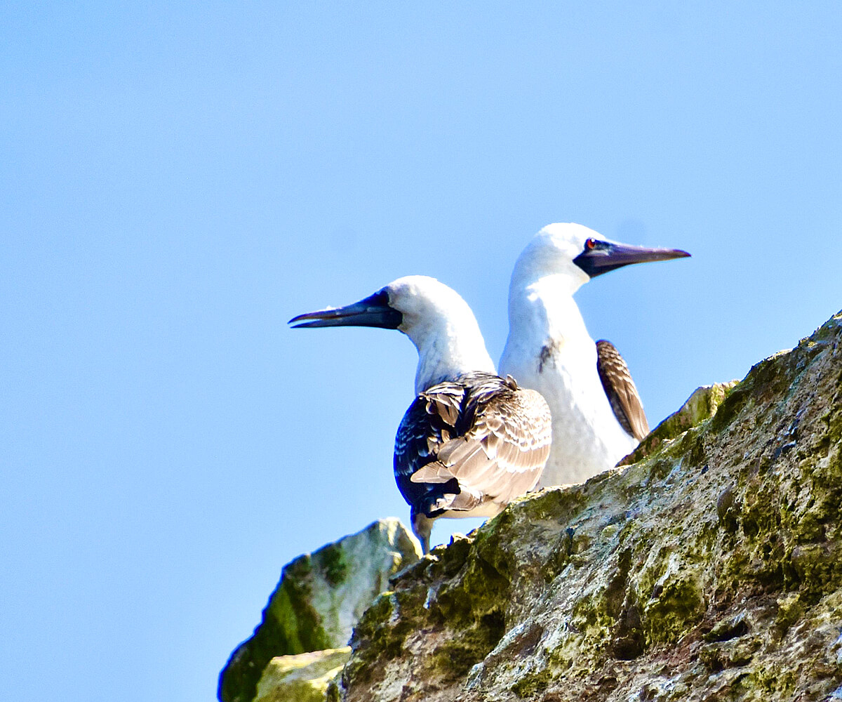 Peruvian Boobies Attempting to Disguise Themselves