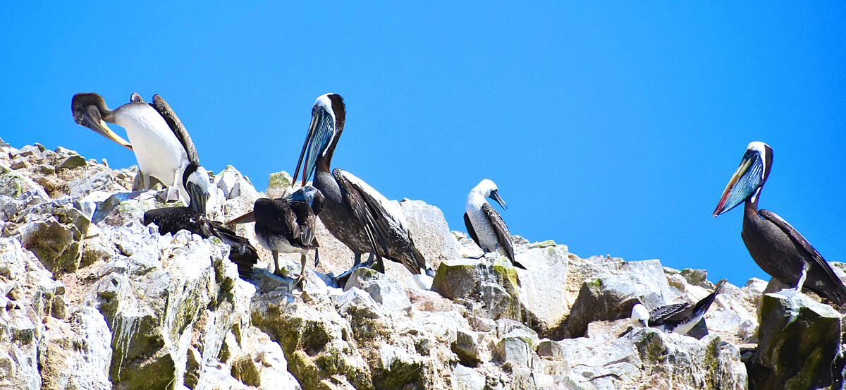 Peruvian Pelicans