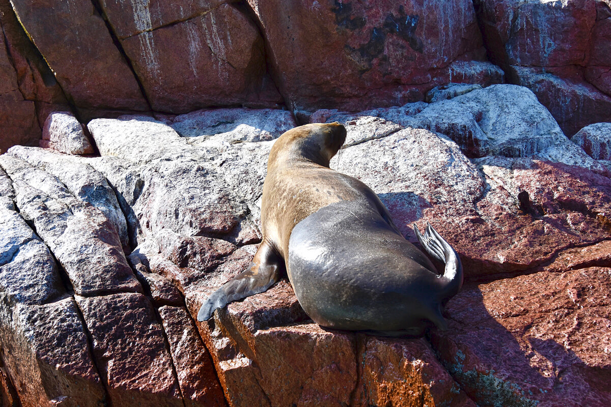 Pregnant Sea Lion