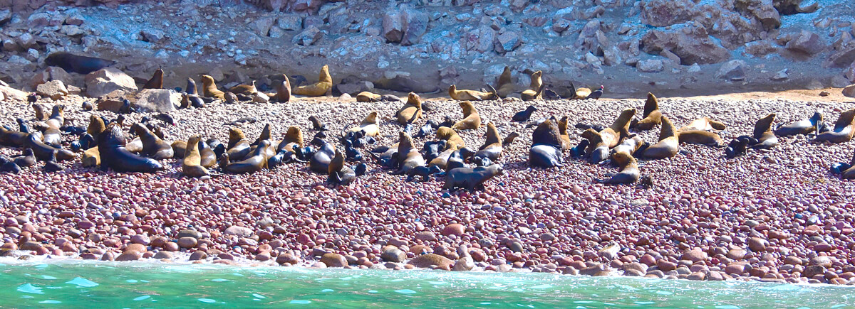 Sea Lion Nursery