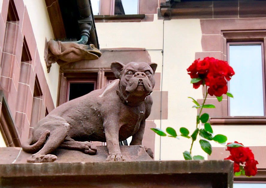 Dog, Frog & Roses