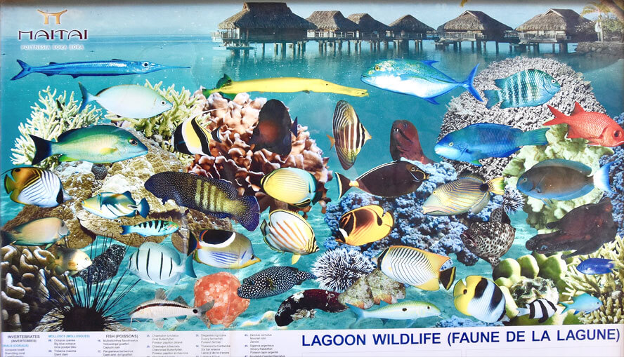 Bora Bora Lagoon Wildlife