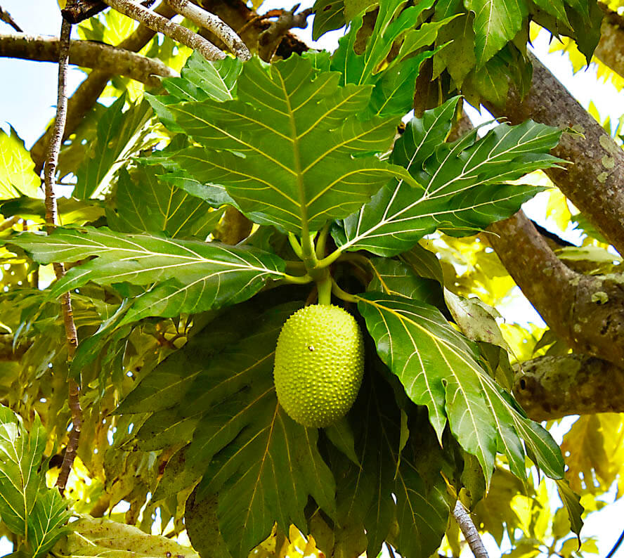 Breadfruit Tree