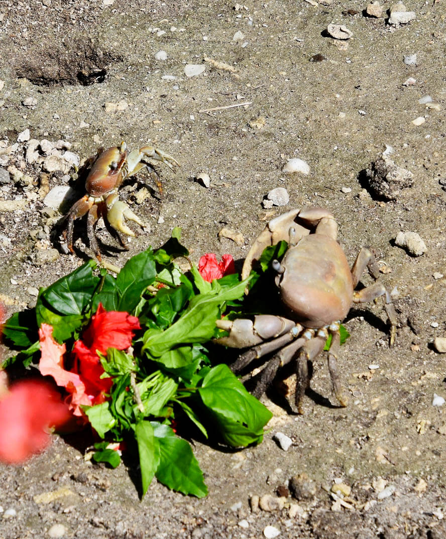 Land Crabs Fighting over Hibiscus Flowers