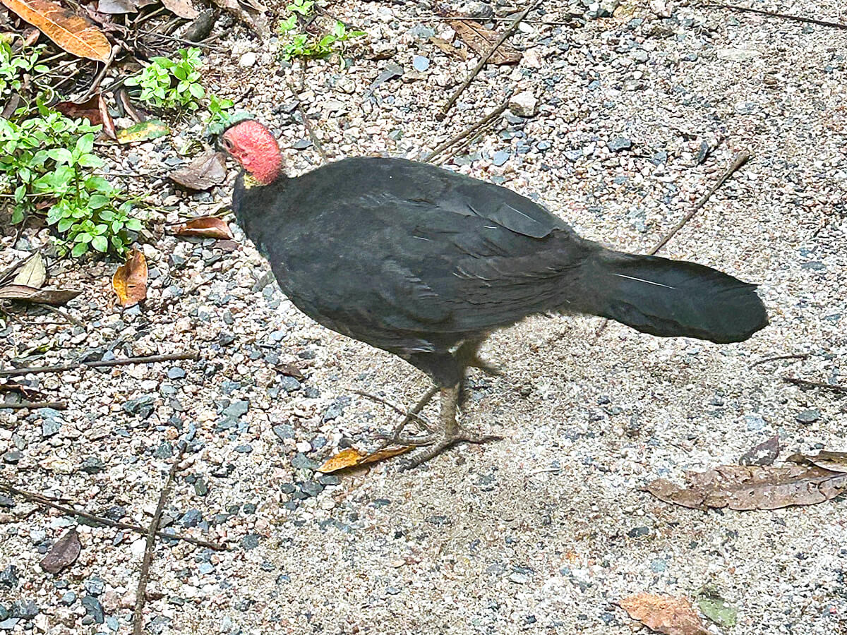 Australian Brush Turkey