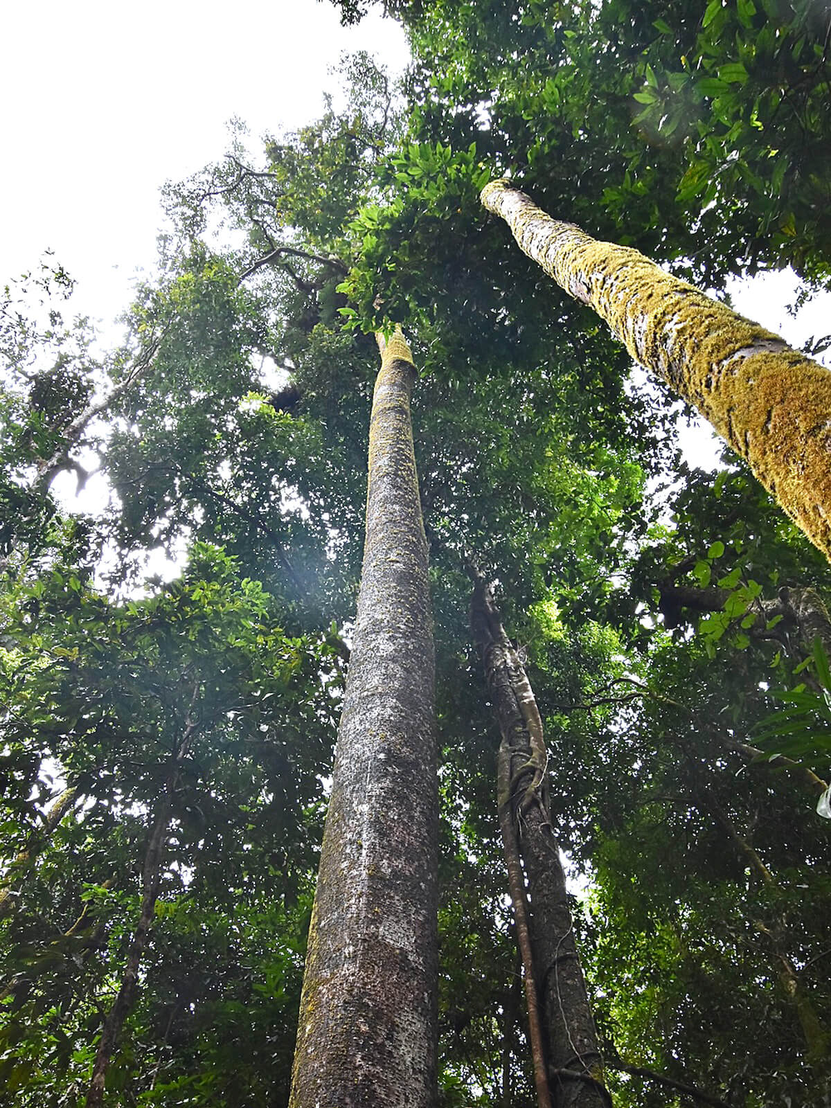 Very Straight Trees