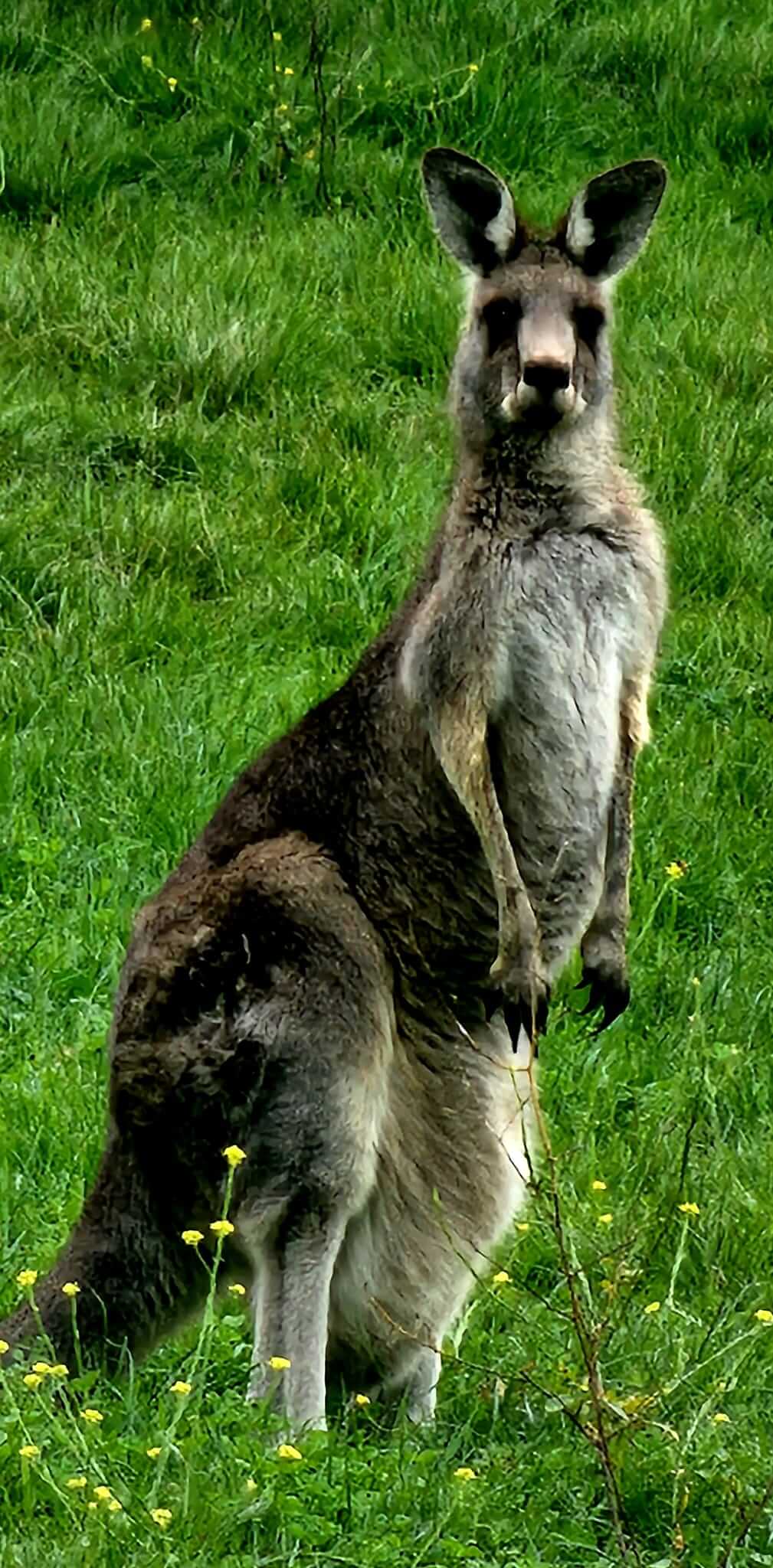 Curious Great Grey Kangaroo