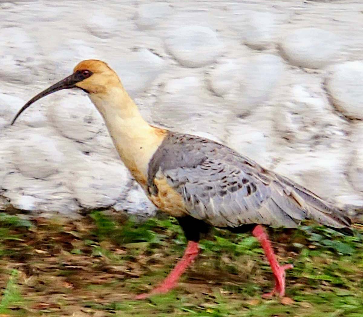 Black-Faced Ibis