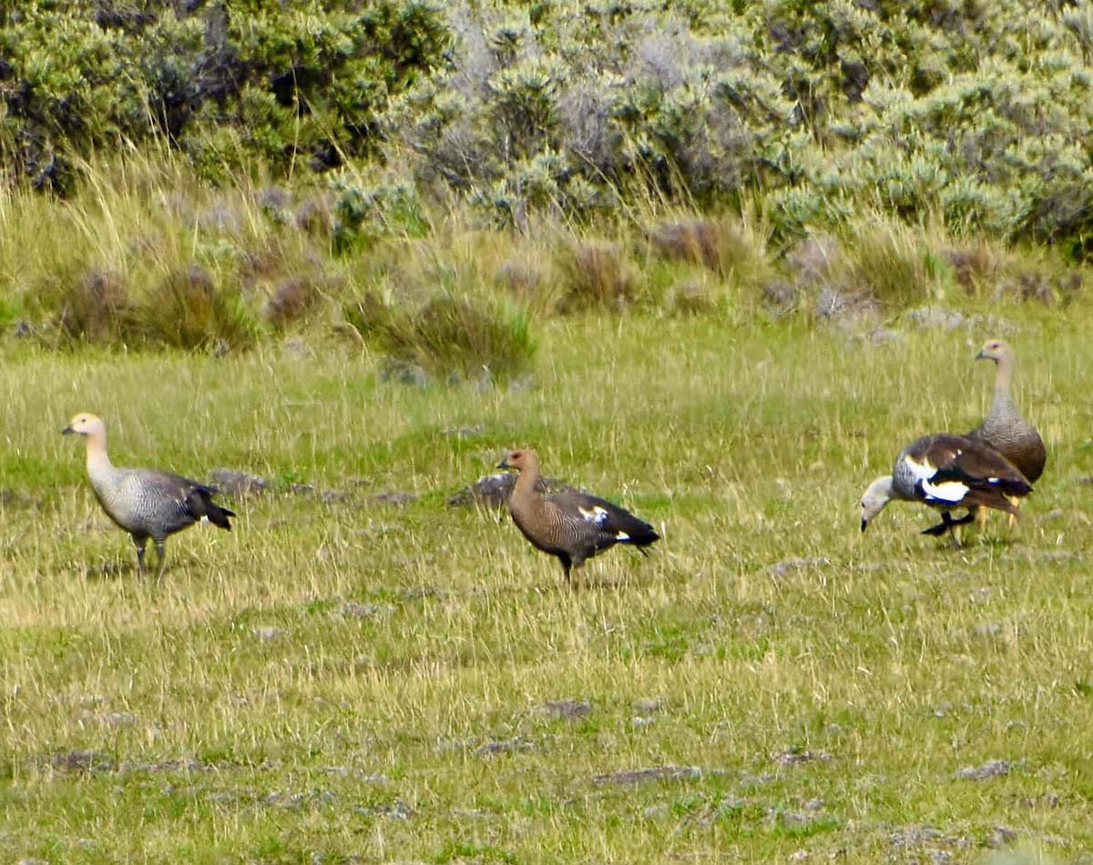 Upland Geese