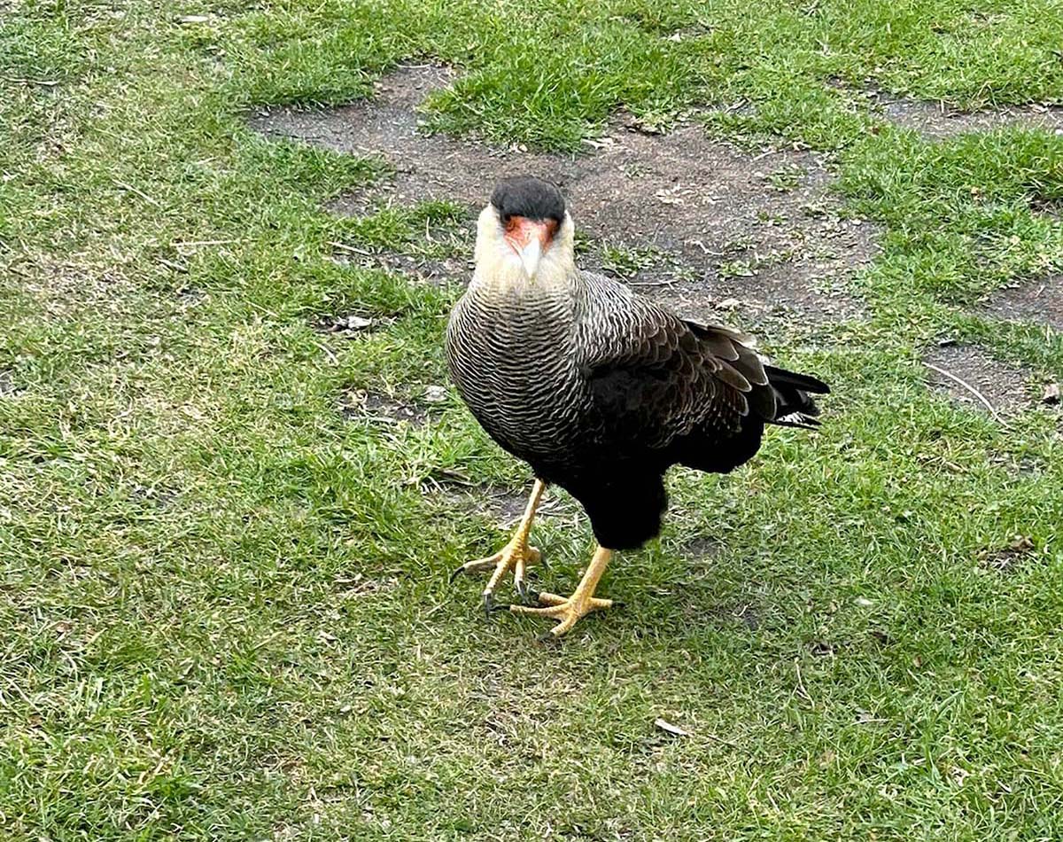 Crested Caracara