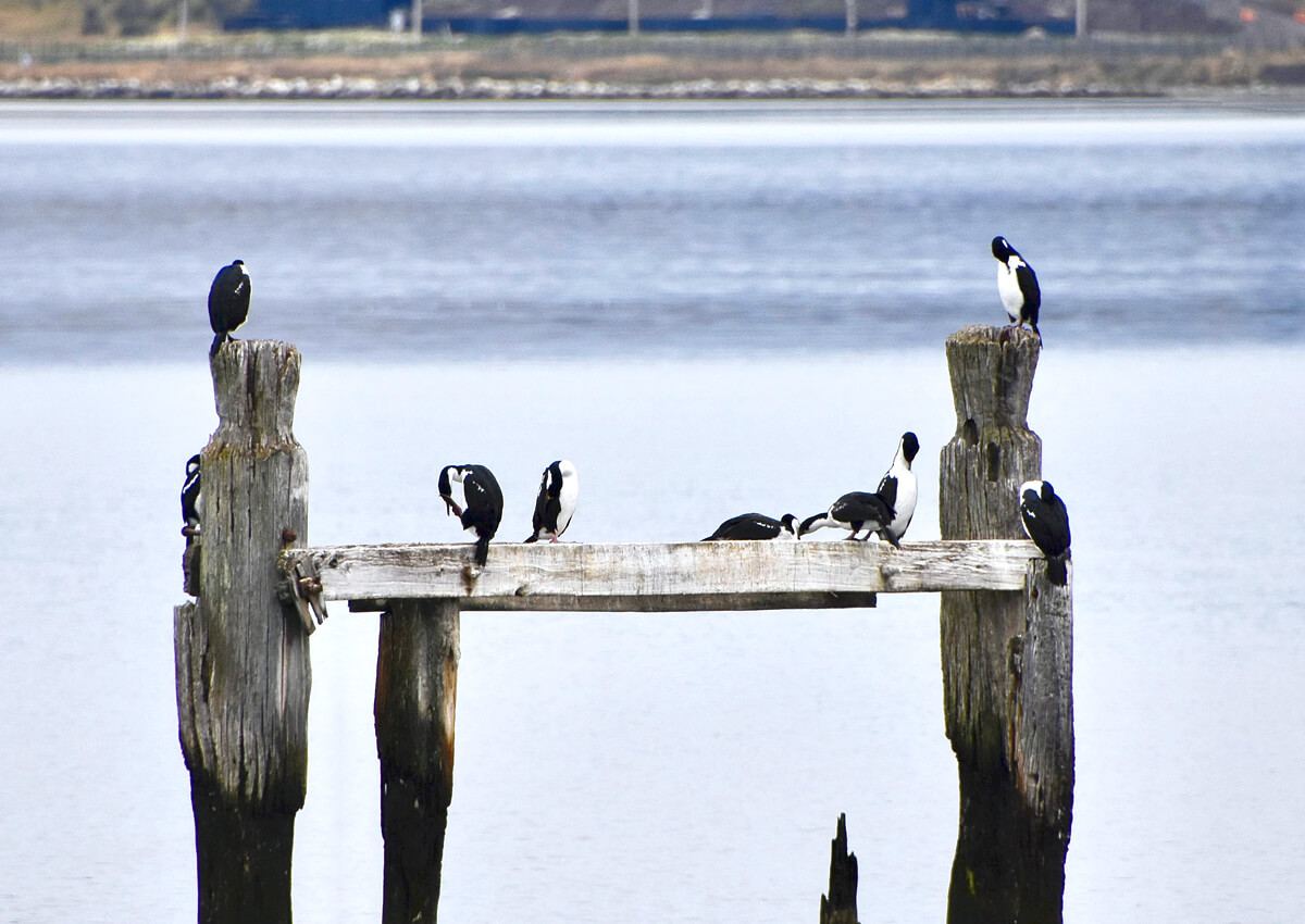 Magellic Cormorants