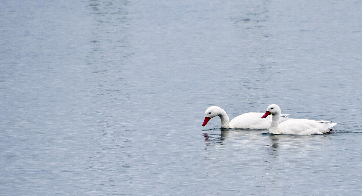 Coscoroba Swans