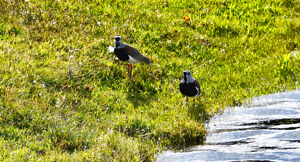 Andean Lapwings
